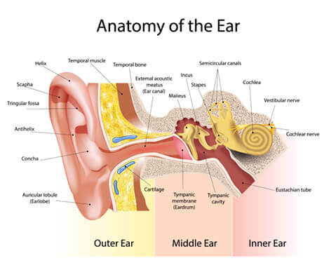 Anatomy of the ear diagram